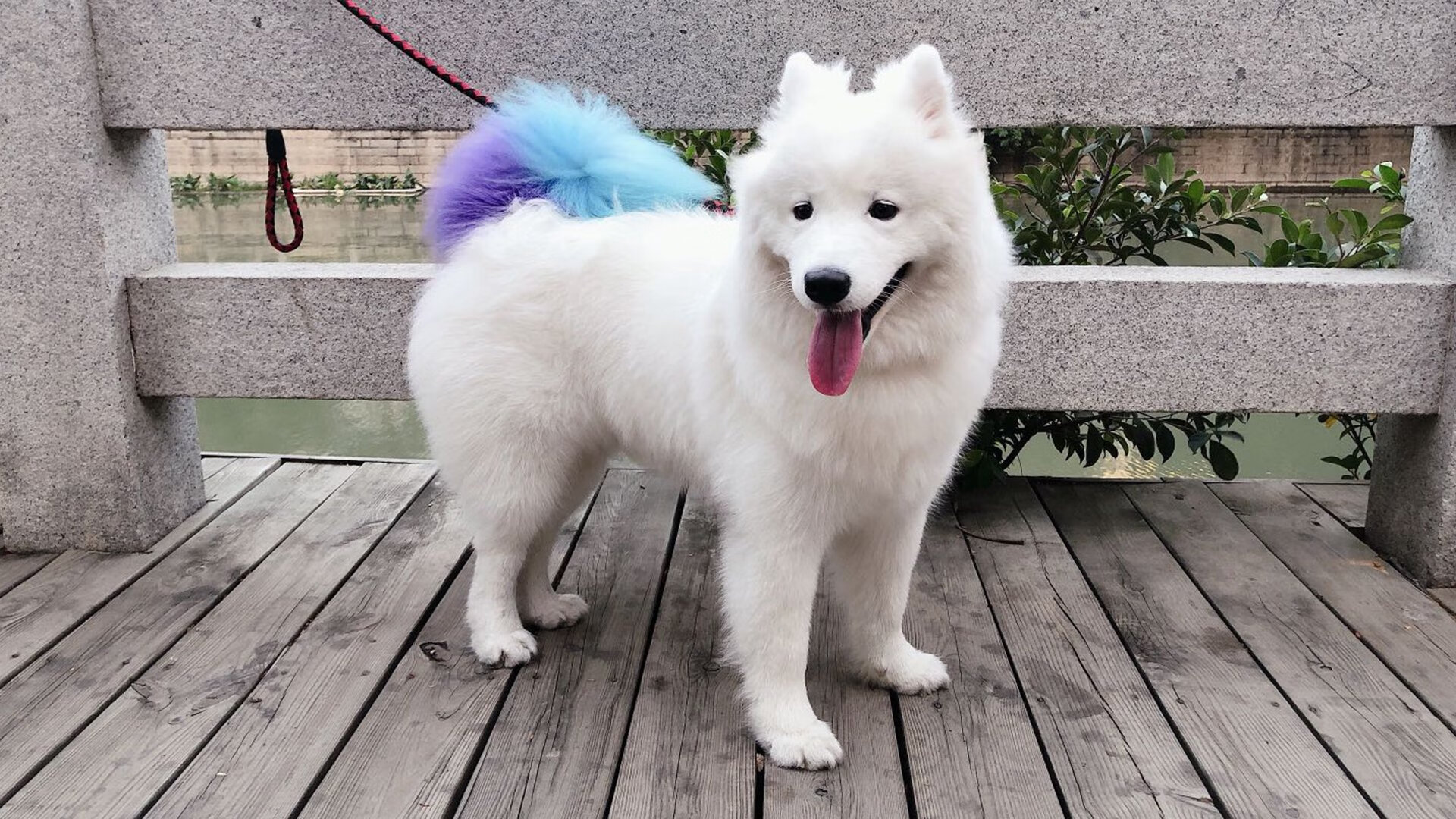 【穆基·贝茨的闪耀夜晚】道奇核心多次抢占排行榜榜首,穆奇-贝茨