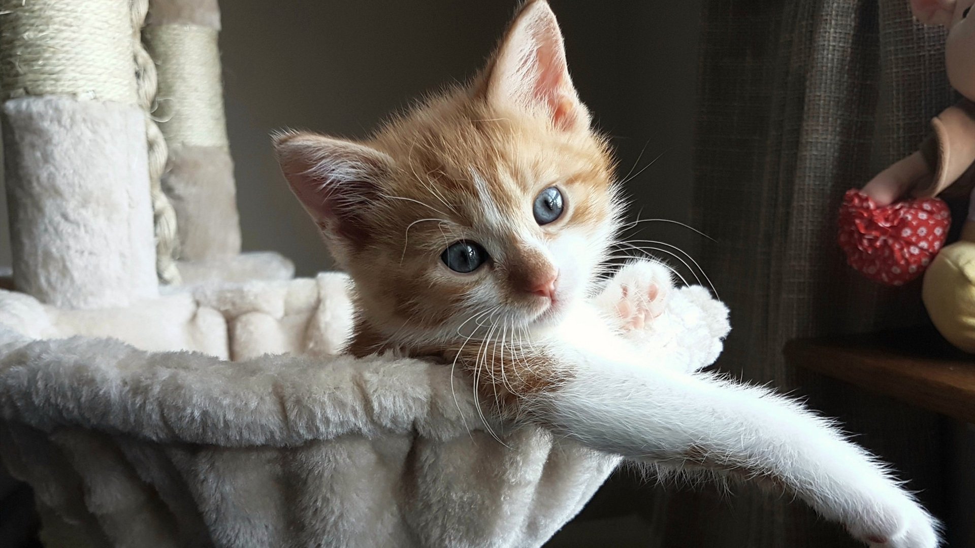 全球车迷聚会盛典：现场气氛爆棚，车迷俱乐部是干嘛的