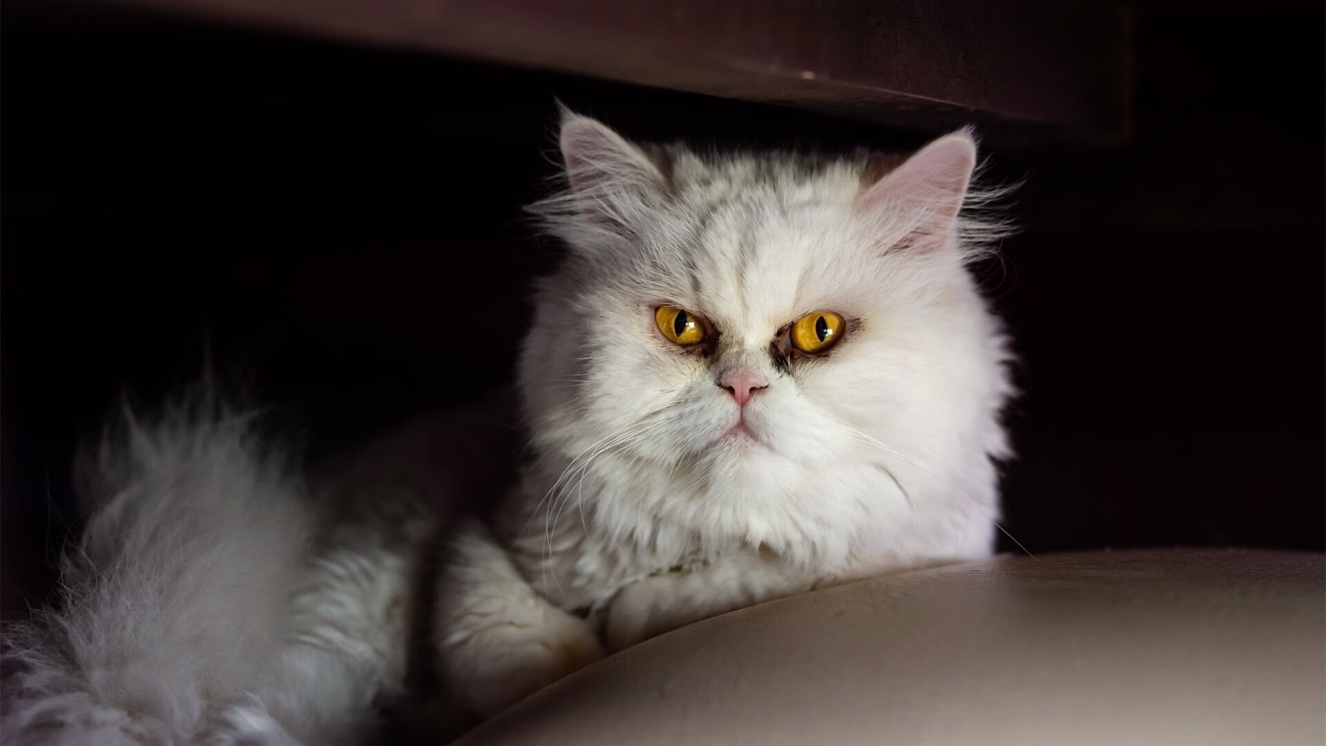 国际滑雪锦标赛中国选手夺多金，成绩喜人，国际滑雪冠军有哪些