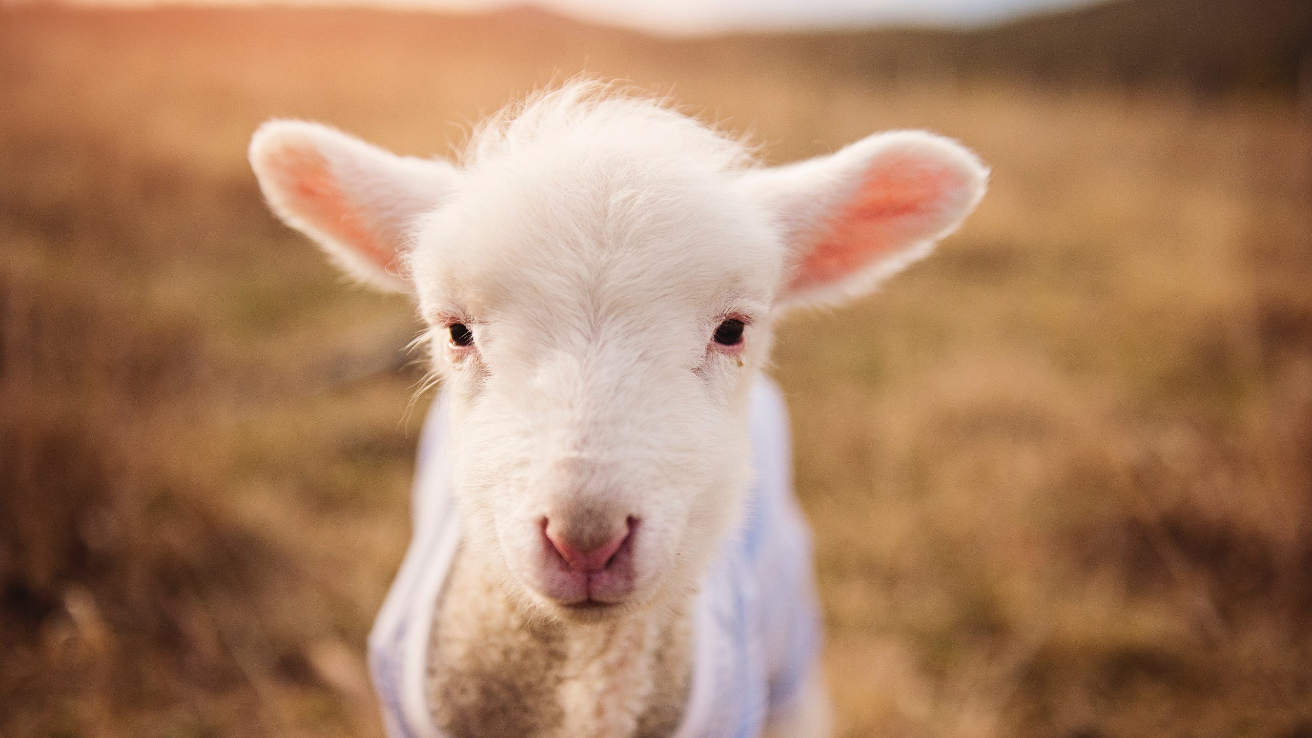 坎特正式加盟切尔西,球队中场实力再提升,坎特还在切尔西吗