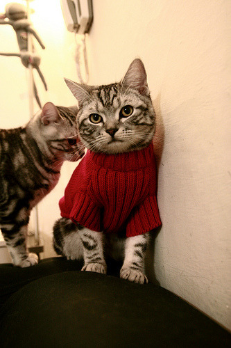 埃利亚·维维亚尼赢得场地自行车全能金牌,维亚利和维埃里