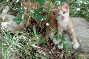 爱游戏官方-【极限比赛节奏】如何利用“快速攻防”规则赢取优势？，极限赛道挑战赛