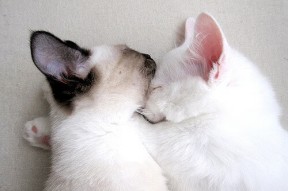 爱游戏 电竞-克罗地亚马术协会举办“Sinjska Alka”文化交流活动，促进传统文化传承。