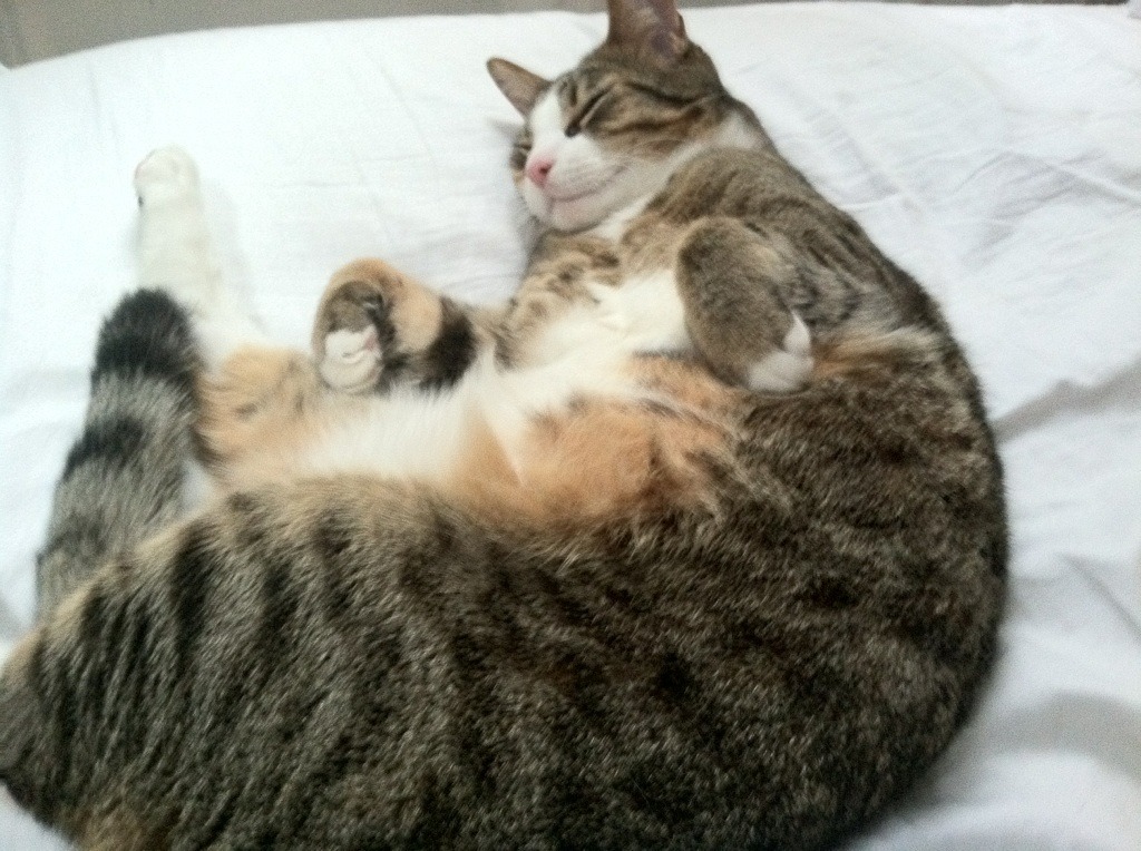 争夺欧冠席位：排名激烈变动，谁会出线？，欧冠入选