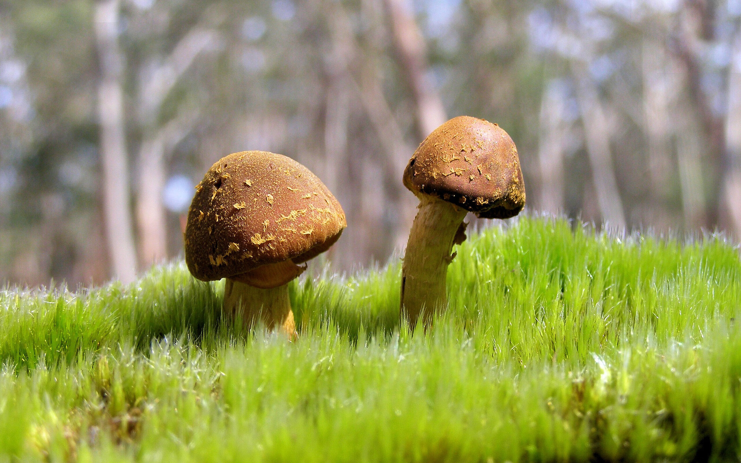 伊朗队门将穆斯莱拉在巴黎奥运会上展现出高水平的扑救能力，伊朗 球星