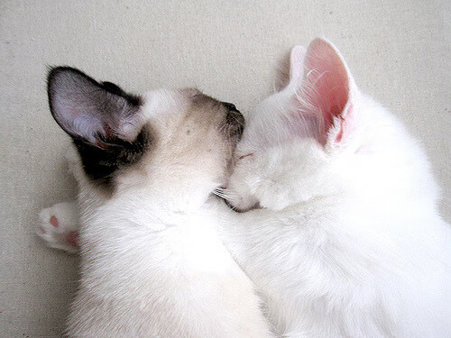 克罗地亚马术协会举办“Sinjska Alka”文化交流活动，促进传统文化传承。