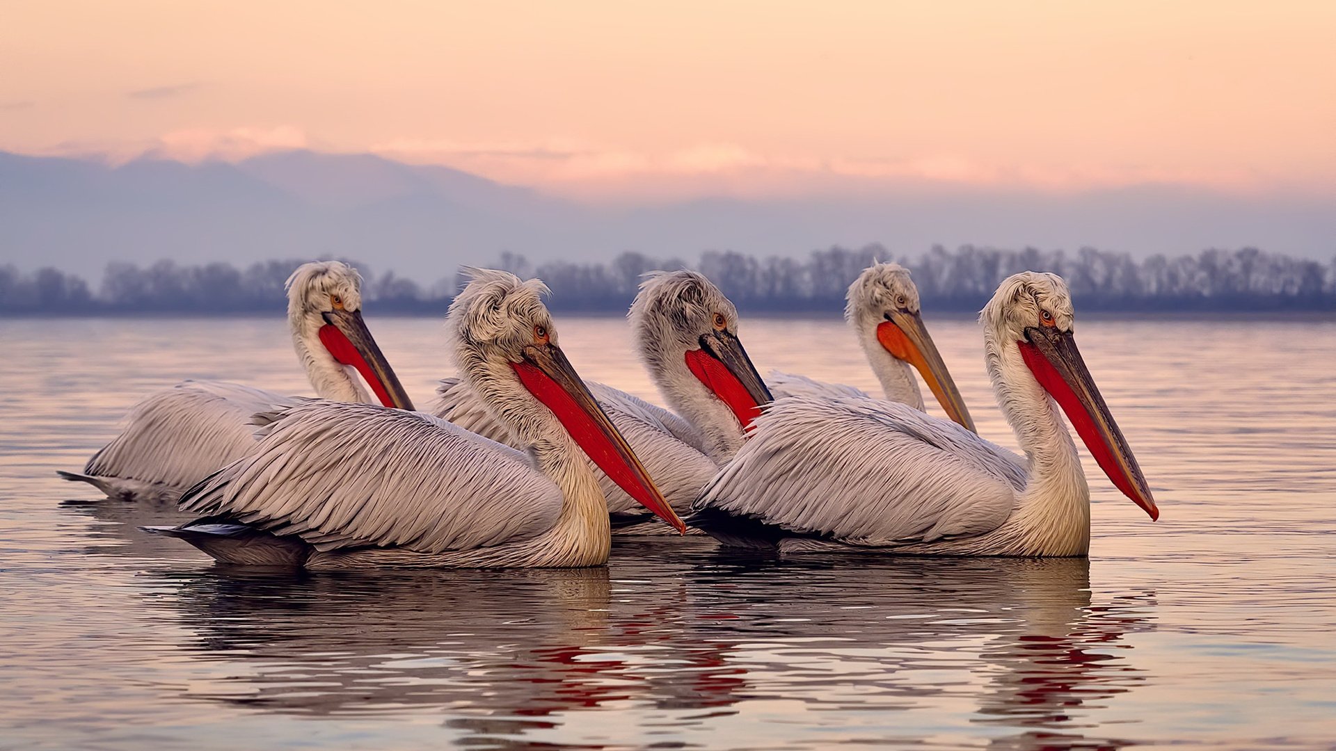 北京高校滑雪联赛打响,清华包揽团体冠亚军,2021北京滑雪冬令营